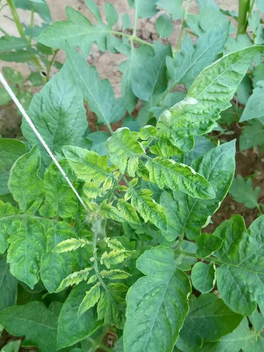 蔬菜病毒病如何防治 商品图0