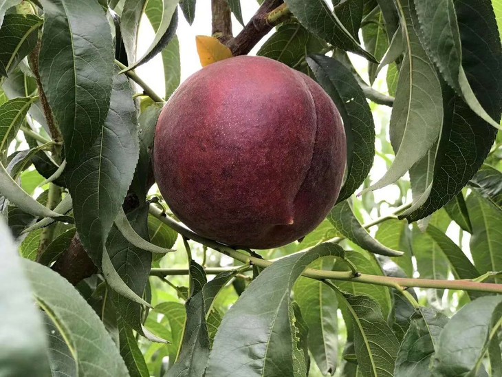 【全国包邮】山东沂蒙山黑皇后水蜜桃 5斤±3两/ 箱(48小时之内发货)