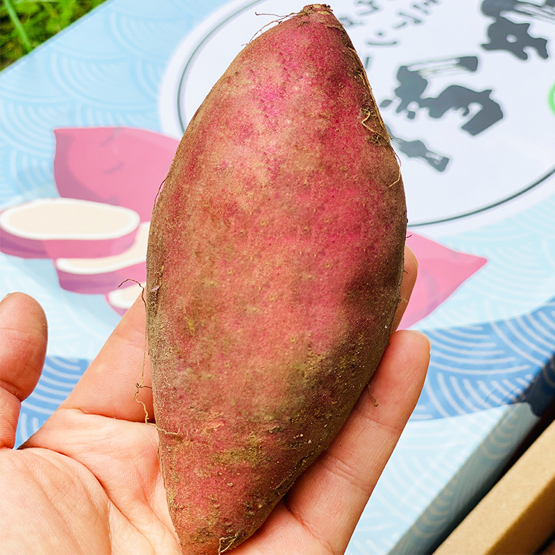 安纳芋蜜芋地瓜 | 红薯界的高级货 皮薄粉糯, 甜糯到感人 一口咬下去