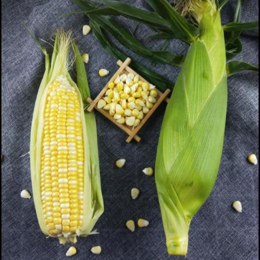 CY-云南水果甜玉米 商品图2