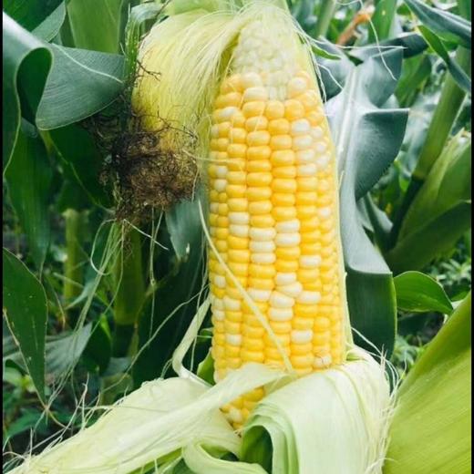 CY-云南水果甜玉米 商品图3