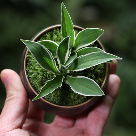 植觉【姬玉簪】