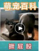 看看萌宠们是如何做到全国统一的 商品图0