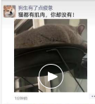 动物也有肌肉呀