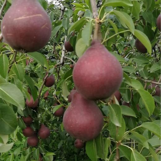 河南红啤梨大果45斤装现摘太婆梨红皮梨子果肉饱满