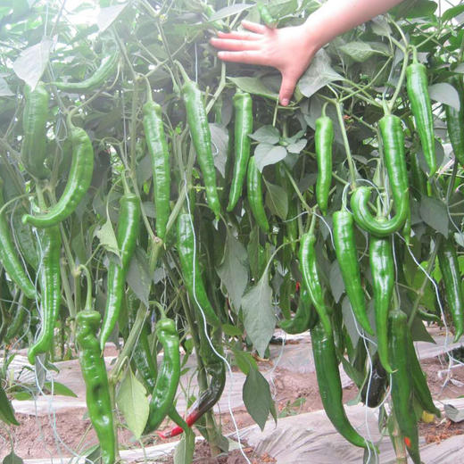 羊角椒 1斤 （正负不超过50g） 商品图1