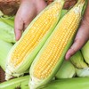 CY-云南水果甜玉米 商品缩略图1