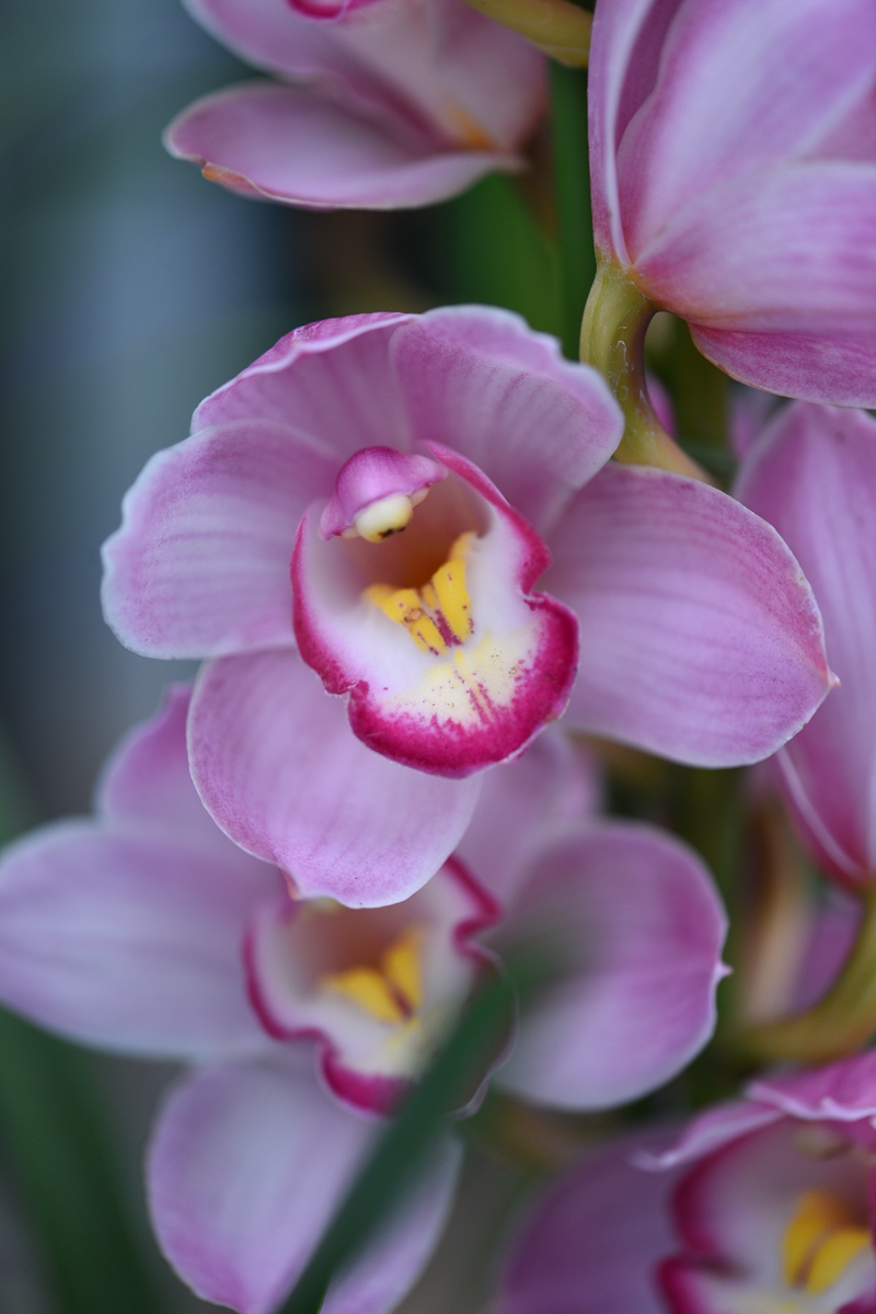 英茂大花蕙兰—粉冠军(全国包邮)