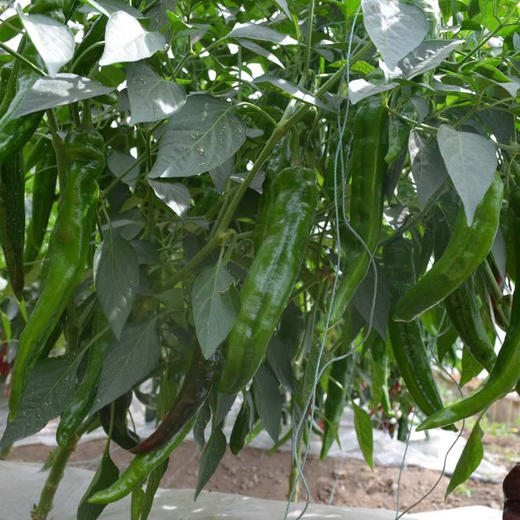 羊角椒 1斤 （正负不超过50g） 商品图2