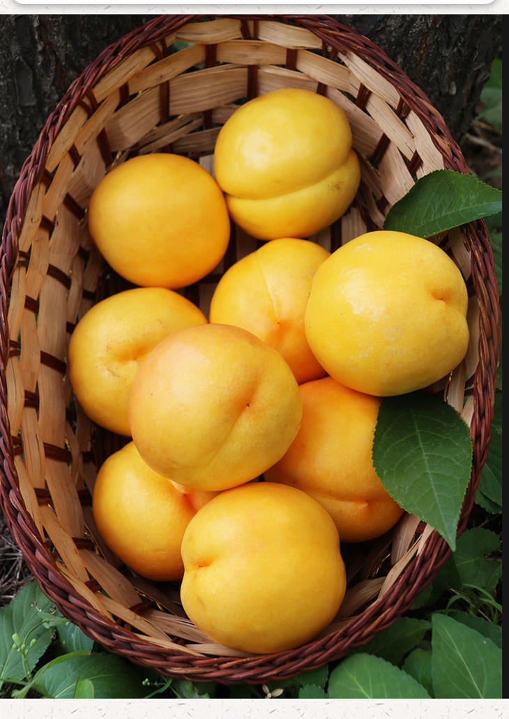 爆款推荐北京本地脆甜黄油桃黄油蟠桃现摘现发露天黄金油桃500g蟠桃