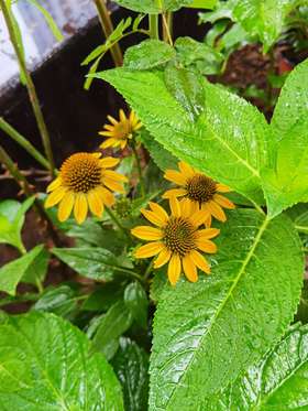 凡凡的空中楼阁