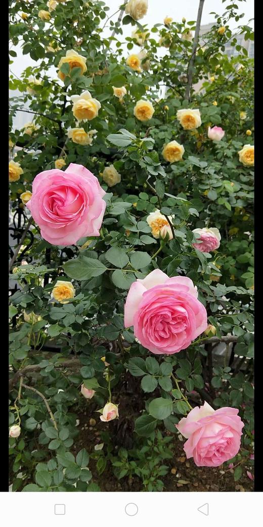 美丽平常 商品图0