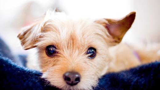 萌宠百科柯基的尾巴 商品图0