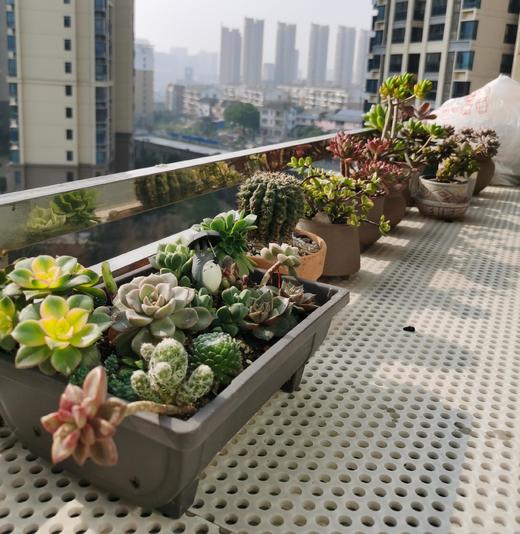 多多和肉肉 商品图0