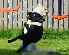 萌宠百科养宠物的八大好处（下）