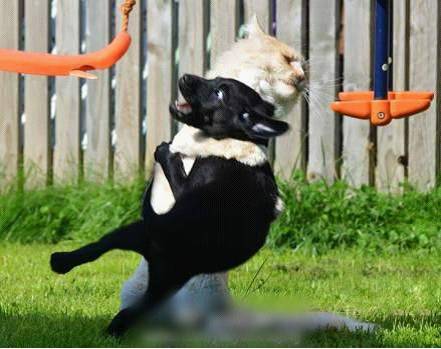 萌宠百科养宠物的八大好处（下） 商品图0