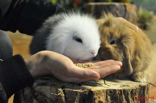 萌宠百科秋田和柴犬的区分 商品图0