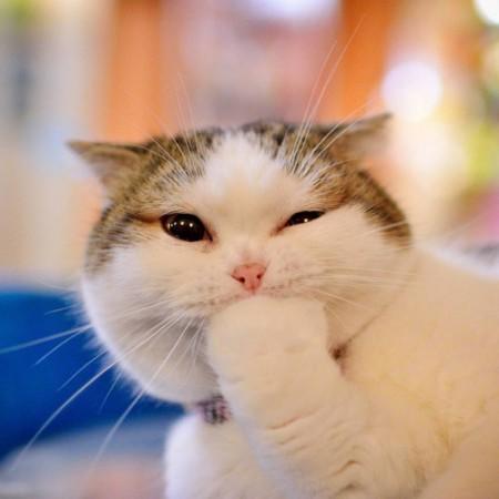 萌宠百科泰迪 商品图0