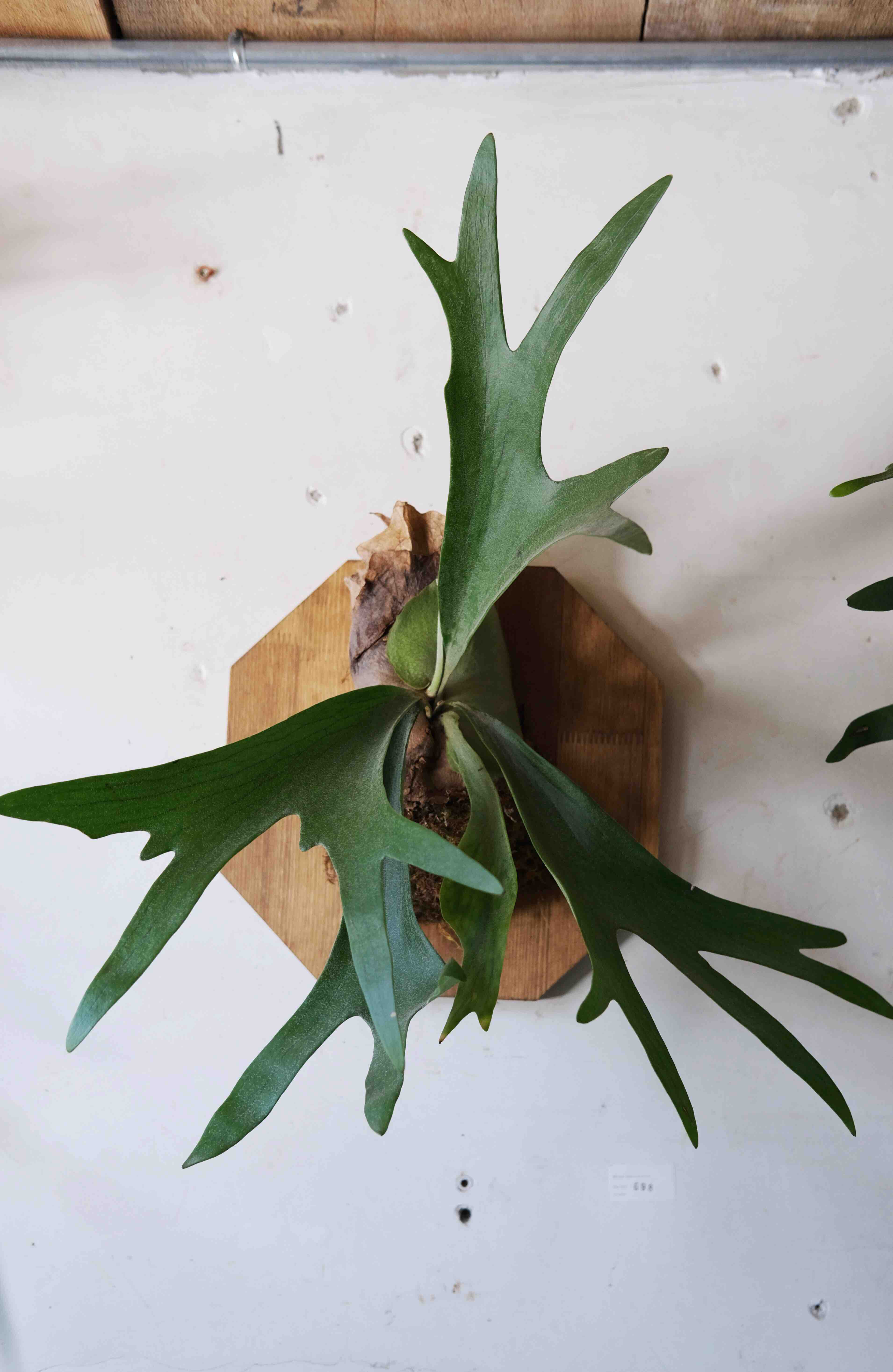 二歧鹿角蕨 / platycerium bifurcatum