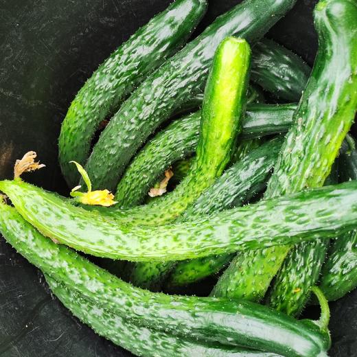 【袁大娘】自营无激素黄瓜2斤仅需13.99元