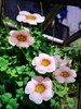 春日故事 商品缩略图0