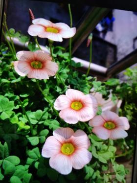 春日故事