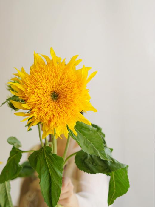 【周四秒杀】泰迪向日葵3枝39.8元 商品图3