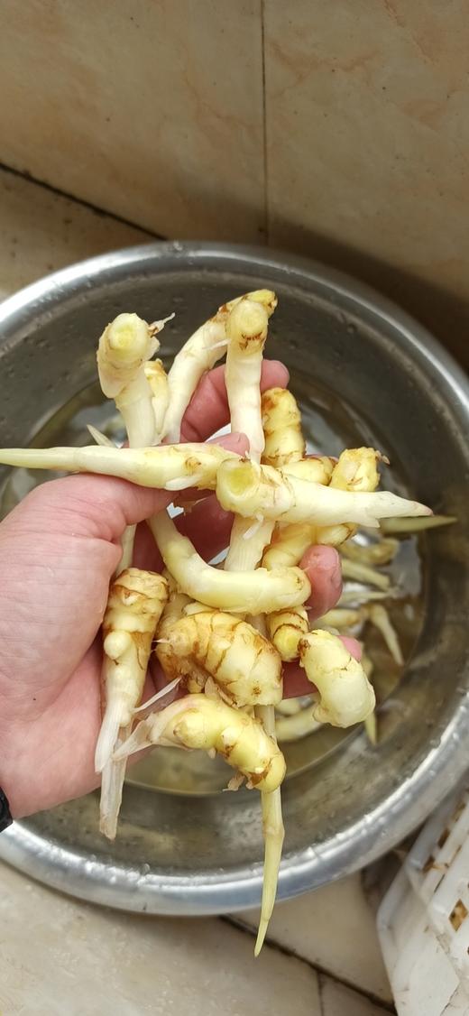 2020纯天然新鲜嫩姜芽七不生态小黄姜姜芽半斤 最新现采上市 心法