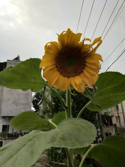 苏家小院 商品图0