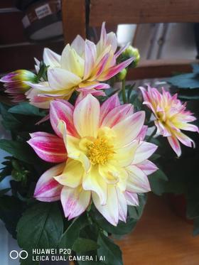 夏日里的一抹香气