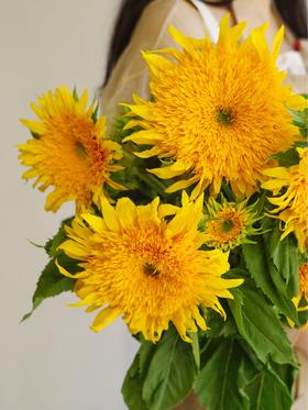 【周四秒杀】泰迪向日葵3枝39.8元