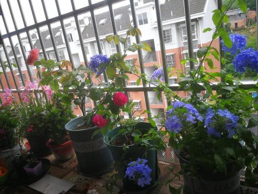 花园阳台 商品图0