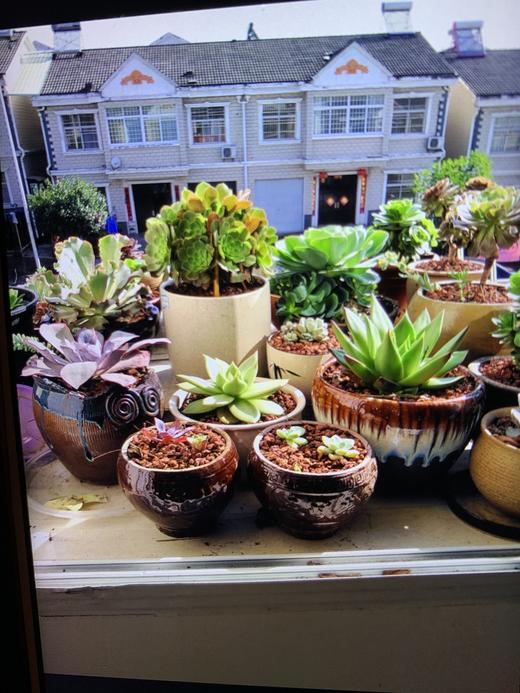 阳台花世界 商品图0