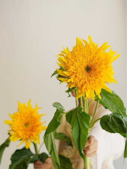 【周四秒杀】泰迪向日葵3枝39.8元 商品图2