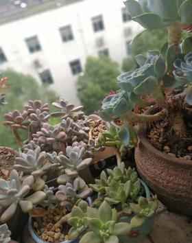 小小阳台我的爱！