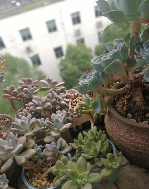 小小阳台我的爱！ 商品图0