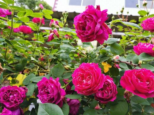 莲的一亩三分园 商品图0