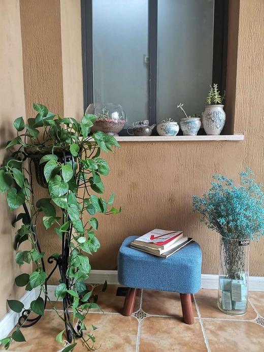 我家滴小小“氧吧” 商品图0