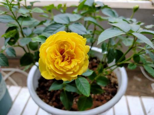 小铃铛乐园 商品图0