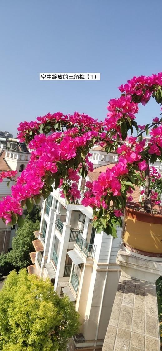 最美阳台最美人生 商品图0