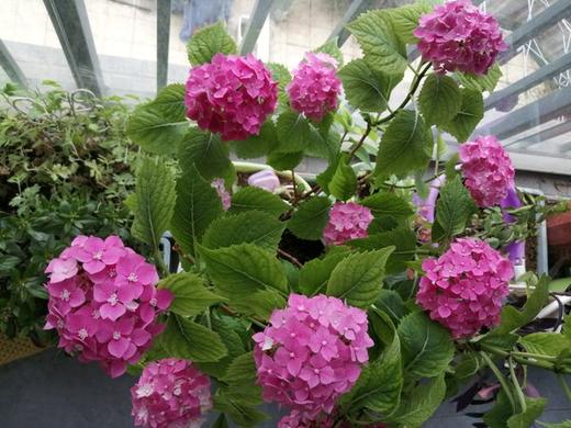 小小花园 商品图0