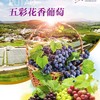 预售次日送货和煦阳光五彩花香葡萄88元/5斤[LY] 商品缩略图0