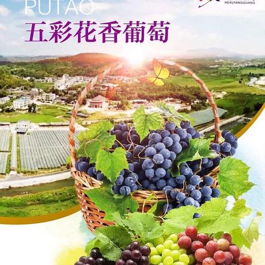 预售次日送货和煦阳光五彩花香葡萄88元/5斤[LY] 商品图0