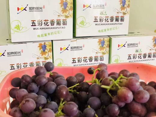 预售次日送货和煦阳光五彩花香葡萄88元/5斤[LY] 商品图1