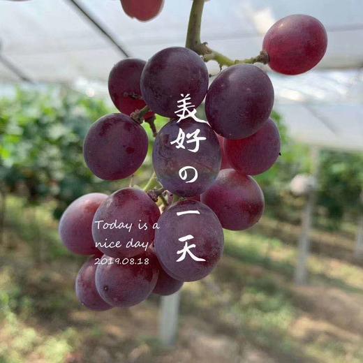 预售次日送货和煦阳光五彩花香葡萄88元/5斤[LY] 商品图2
