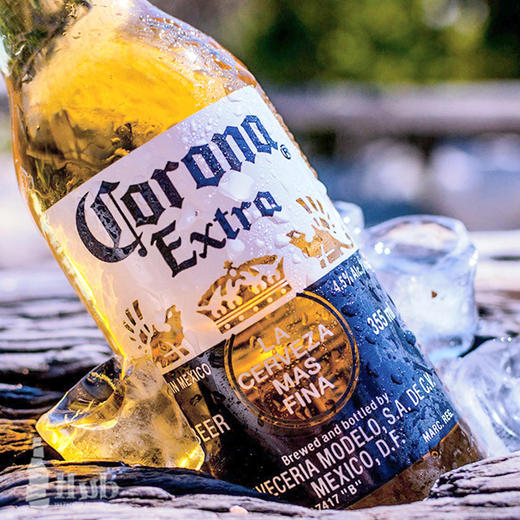 科罗娜特级啤酒300ml (8A) 商品图4