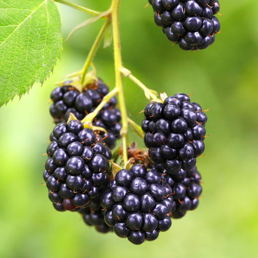 【1盒|黑树莓】现摘新鲜黑树莓1盒(重约500g) 【当天提货】 商品图2