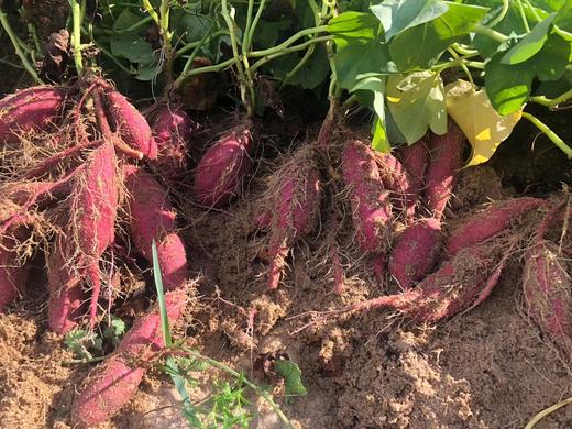 【海南桥头沙地瓜】 香薯红薯地瓜，软糯绵密，细腻香甜，放一放淀粉转糖后口感更好，建议水煮30分钟 商品图8