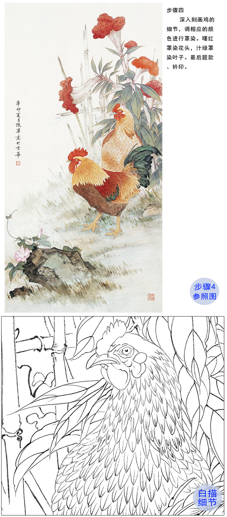 【有步驟】陳軍工筆畫白描底稿公雞牽牛花圖多種白描尺寸可選cj21