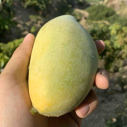 攀枝花---金百花芒果团购